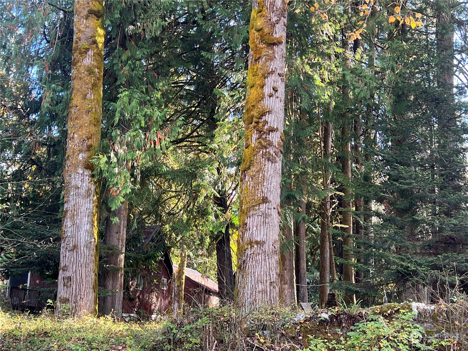 780 Mountain Trail Road Brinnon, WA 98320 - Photo 21 of 22