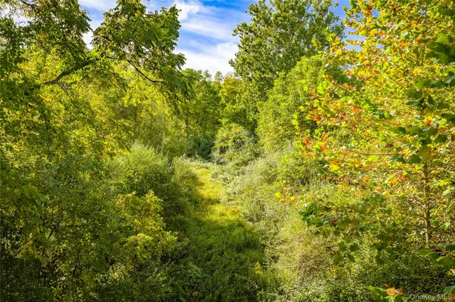 a view of a large yard with plants and large trees