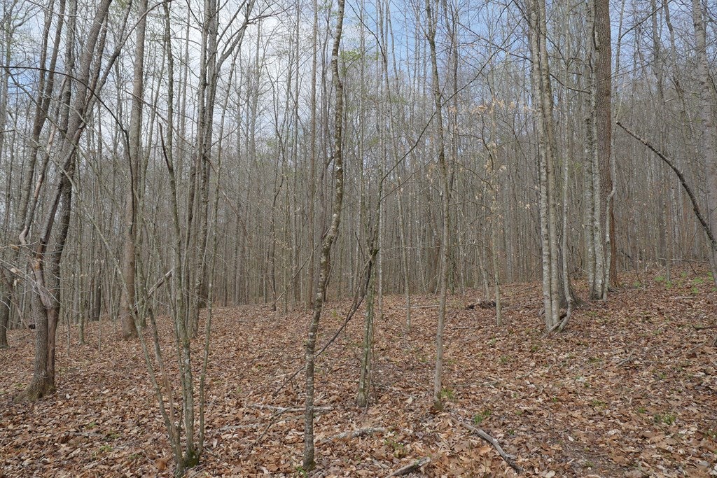 Tbd Valley Spring Road, Unit 1 Jonesville, VA 24263 - Photo 4 of 55 Gallery Image 4