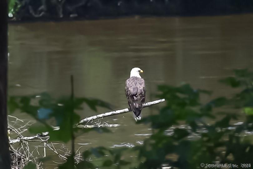 47 Johnson Road Kent, CT 06757 - Photo 19 of 40 a close up of a water view