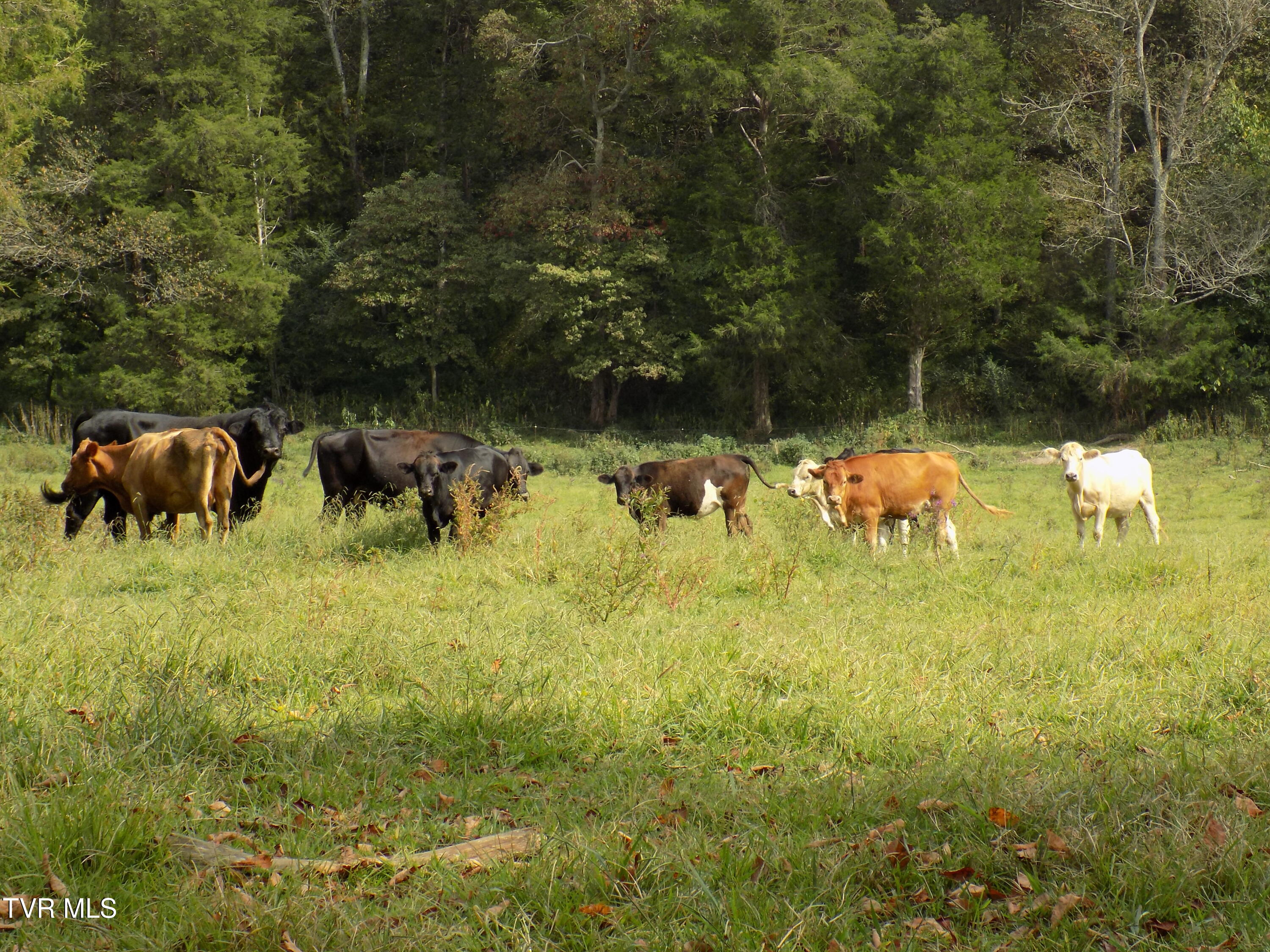 Tbd Back Valley Road Sneedville, TN 37869 - Photo 19 of 22 DSCN1426