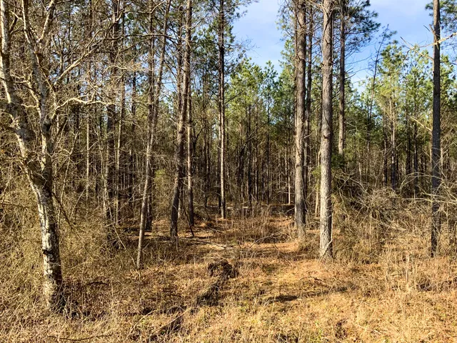 $824,999 | 0 Doe Road, Saltillo, TN 38370