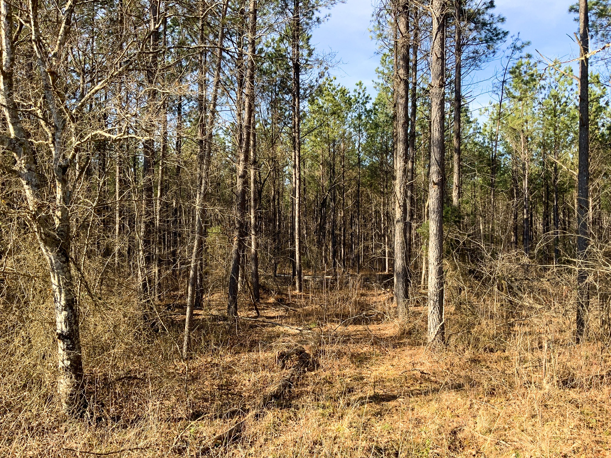 0 Doe Road Saltillo, TN 38370 - Photo 20 of 28