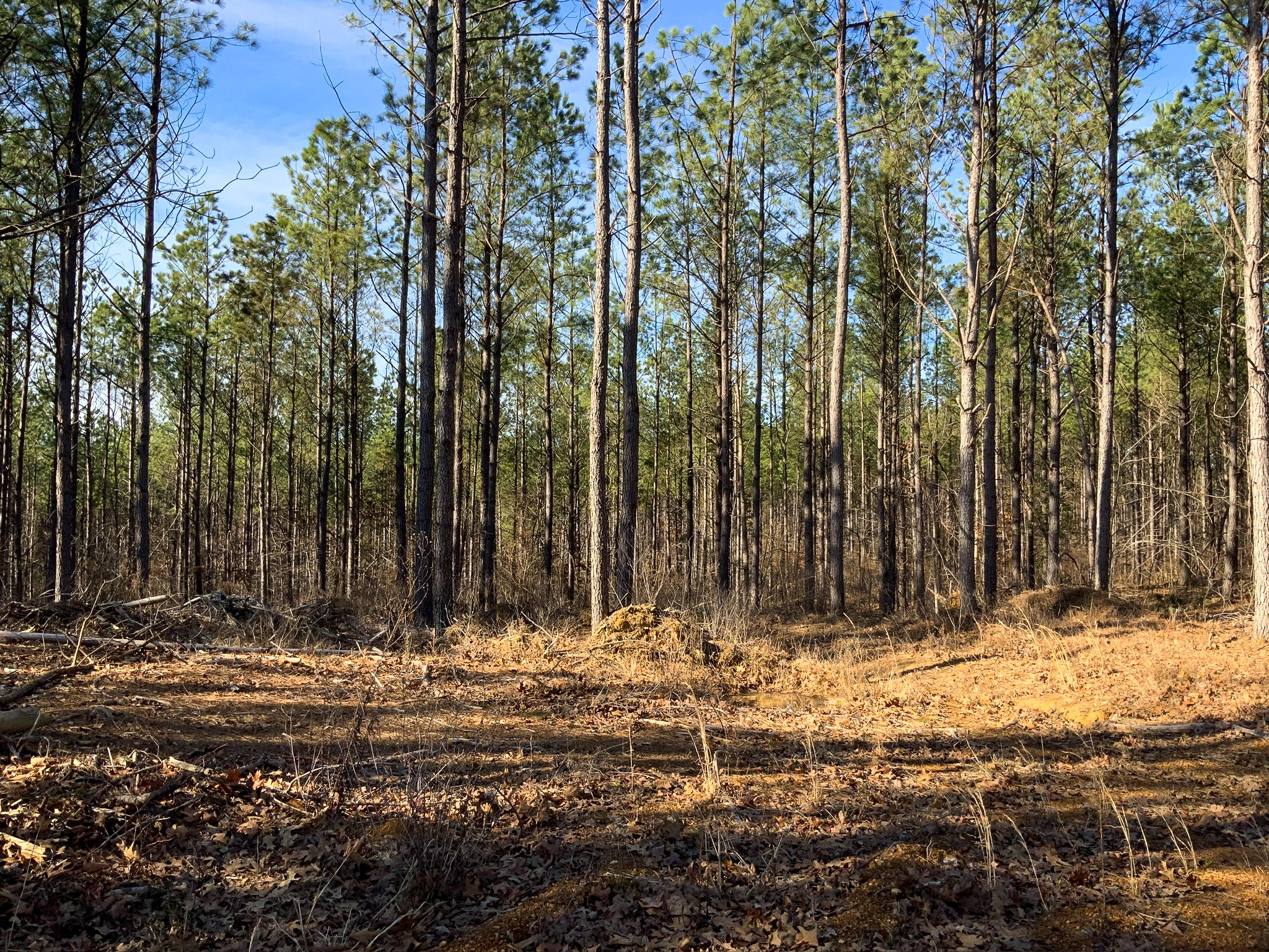 0 Doe Road Saltillo, TN 38370 - Photo 6 of 28