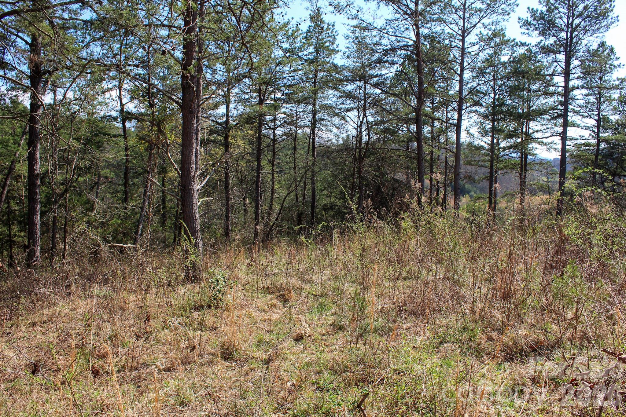 99999 Fletcher Martin Road Alexander, NC 28701 - Photo 27 of 47