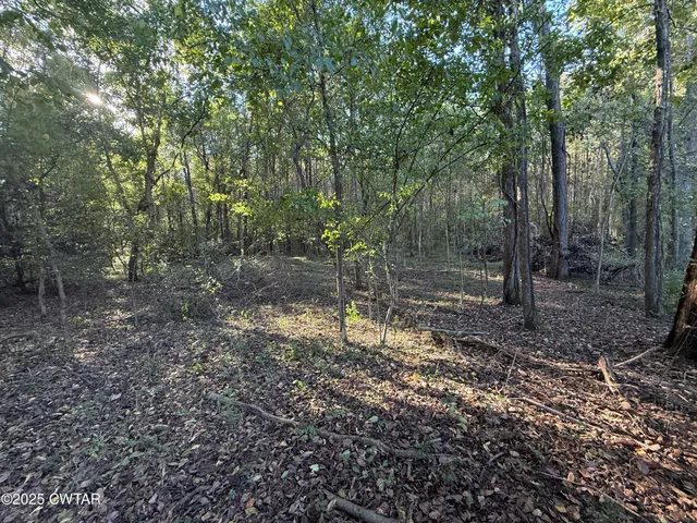 a view of a forest with trees
