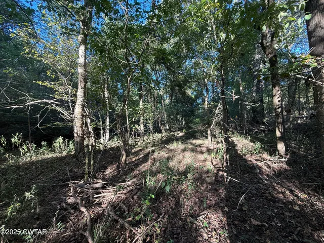 a view of a forest with trees