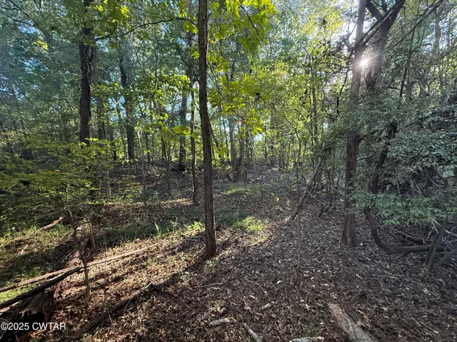 a view of a forest with trees in the background