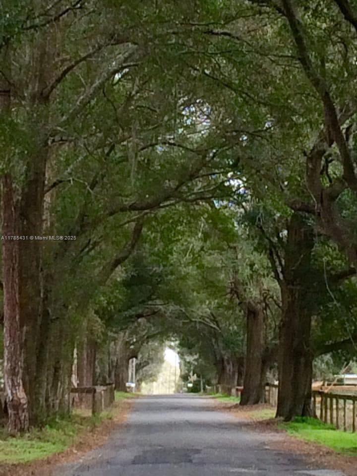 a view of a yard with plants and trees