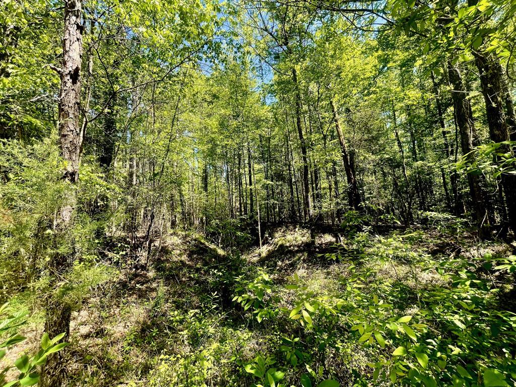 889 Fuller Cemetery Road Minden, LA 71055 - Photo 18 of 19 a view of a lush green forest