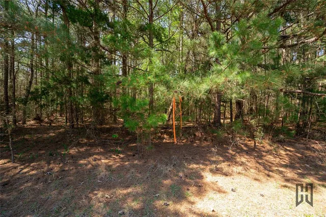 a view of a forest with trees in the background