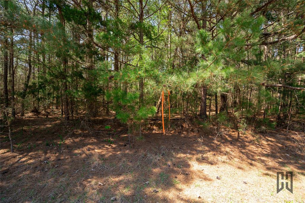 889 Fuller Cemetery Road Minden, LA 71055 - Photo 8 of 19 a view of a forest with trees in the background