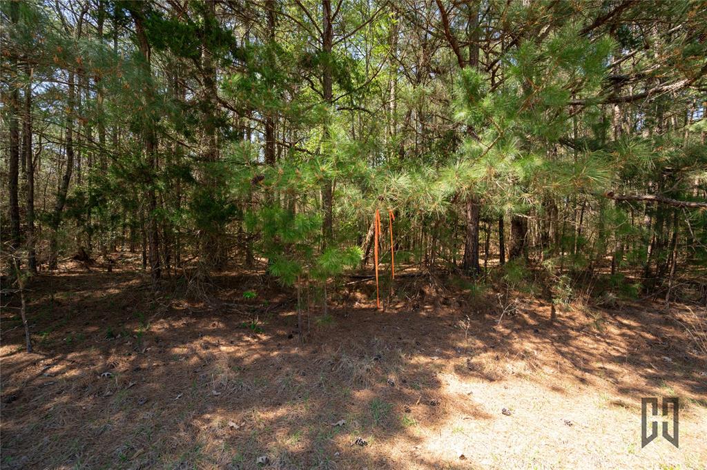 889 Fuller Cemetery Road Minden, LA 71055 - Photo 9 of 19 a view of a forest with trees in the background