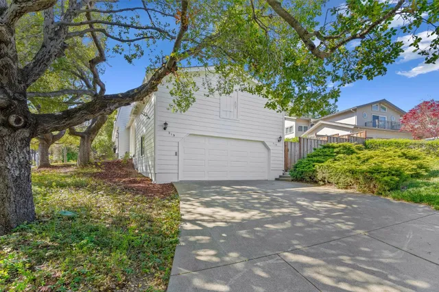 a view of a yard with plants and a large tree