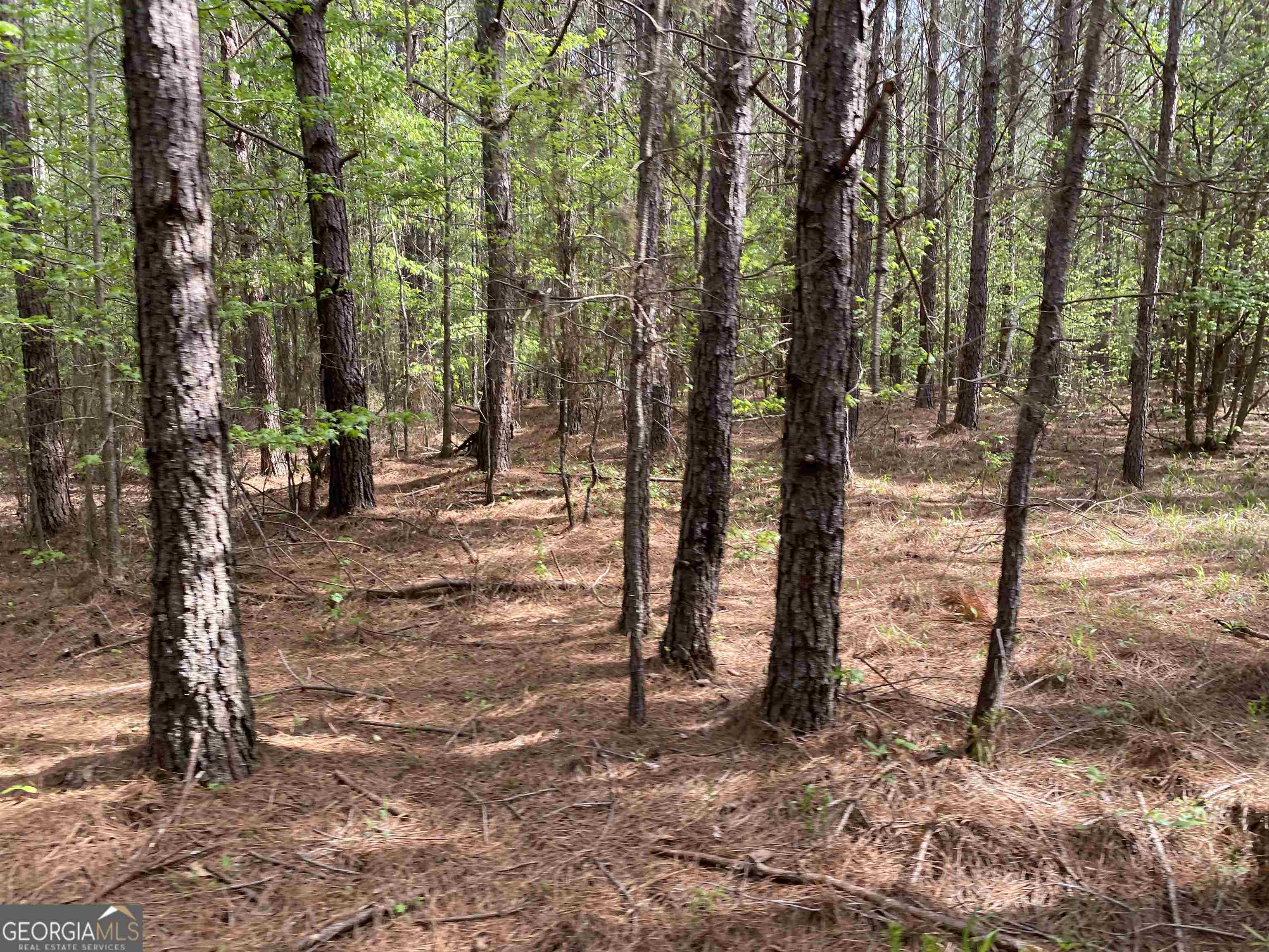 0 New Kings Bridge Road, Unit LOT 7 Athens, GA 30607 - Photo 12 of 48 a view of a forest filled with trees