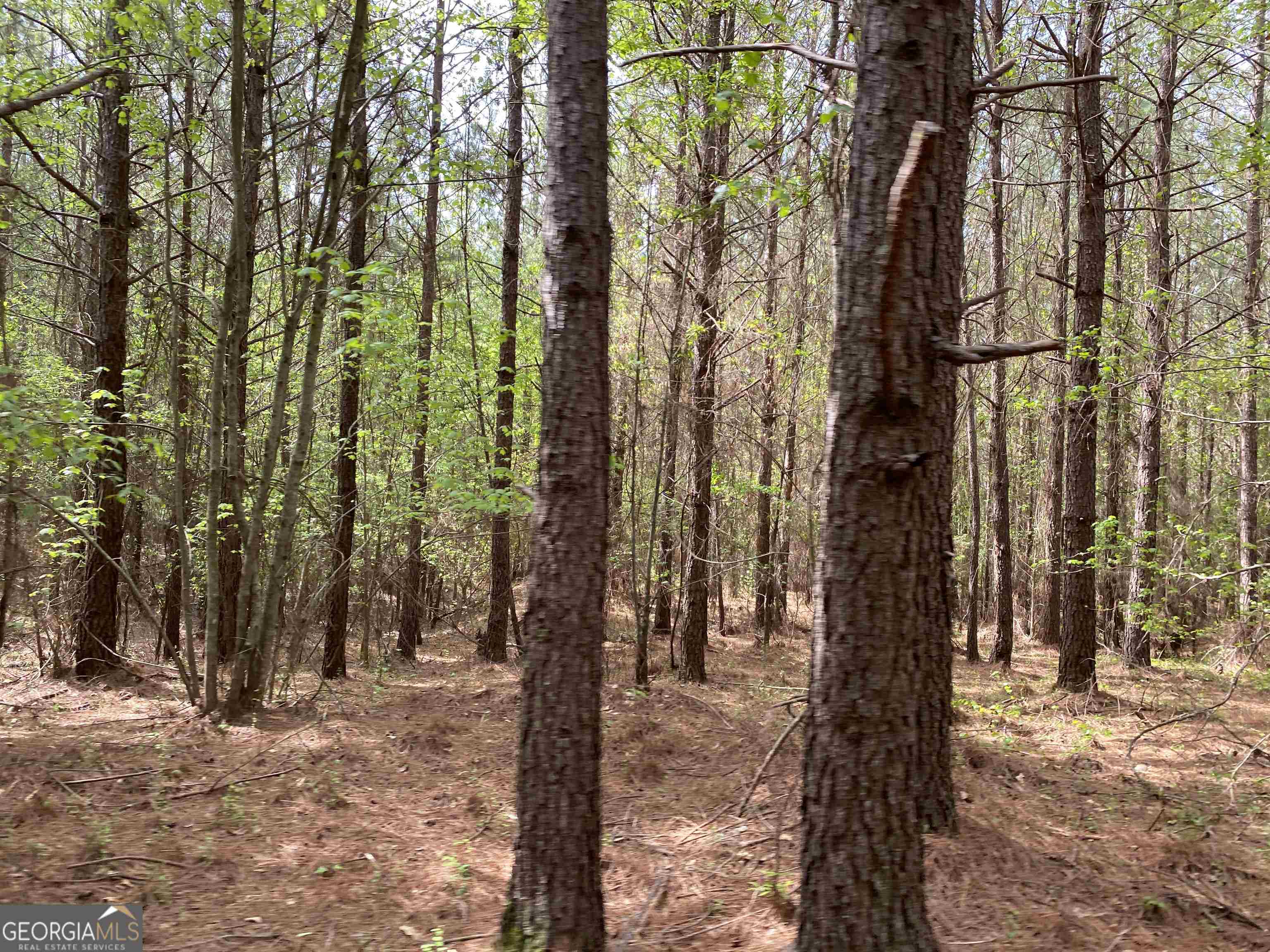 0 New Kings Bridge Road, Unit LOT 7 Athens, GA 30607 - Photo 14 of 48 a view of forest