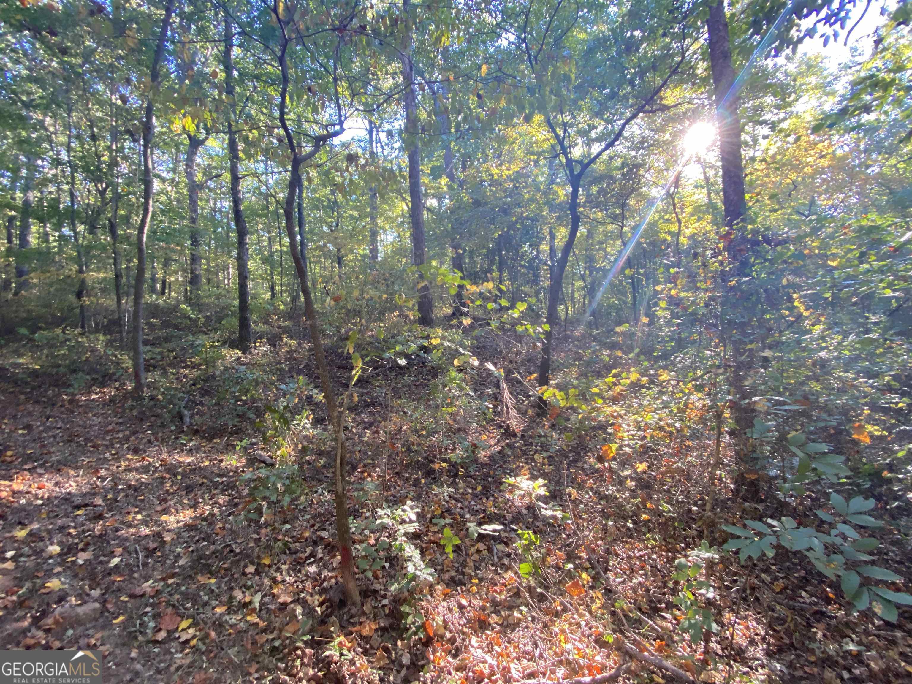 0 New Kings Bridge Road, Unit LOT 7 Athens, GA 30607 - Photo 16 of 48 a view of a forest with trees