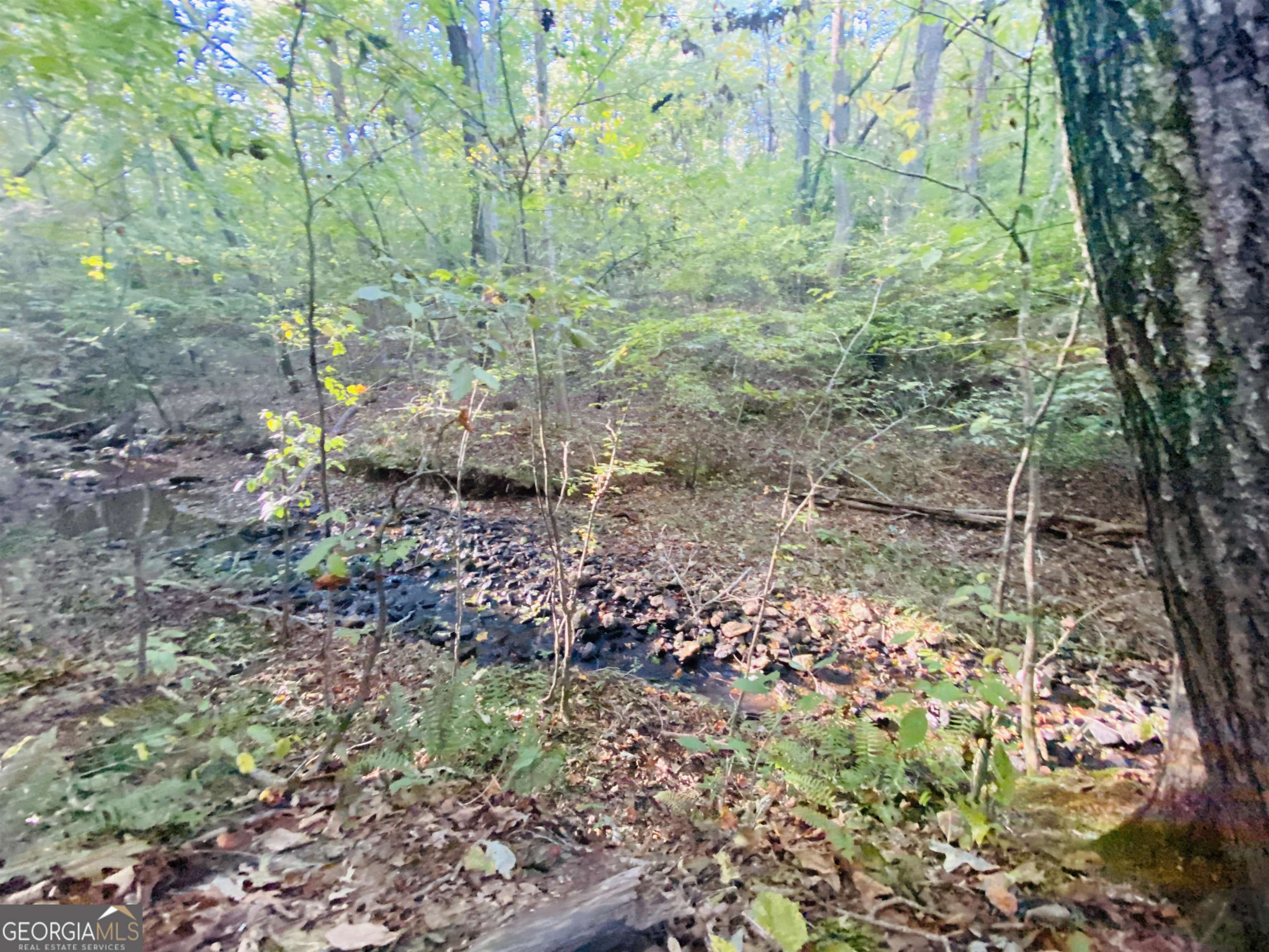 0 New Kings Bridge Road, Unit LOT 7 Athens, GA 30607 - Photo 27 of 48 a view of a garden with plants and large trees