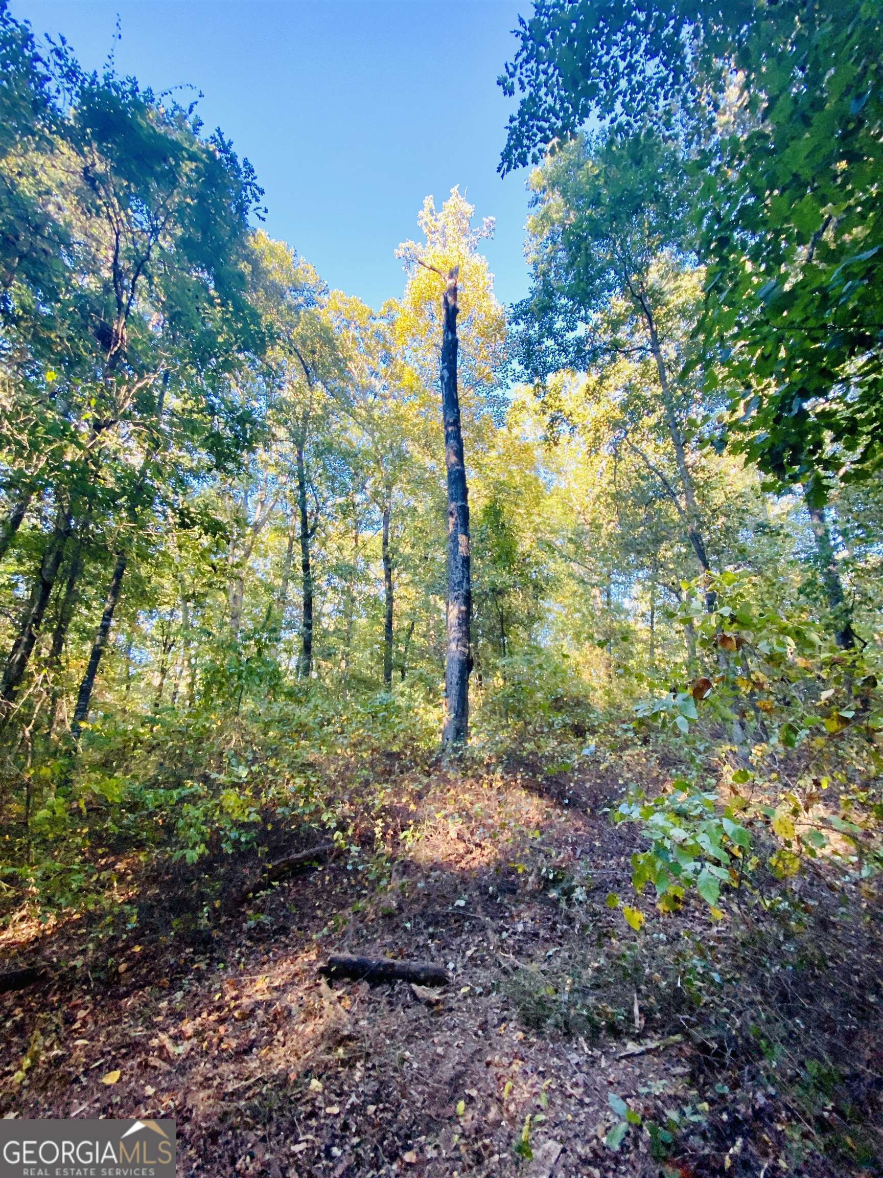 0 New Kings Bridge Road, Unit LOT 7 Athens, GA 30607 - Photo 38 of 48 a flag is sitting in the middle of forest