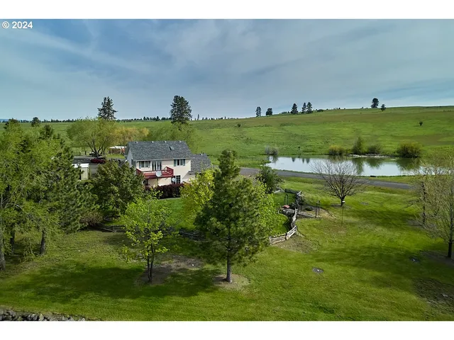 a view of a big yard with potted plants and large tree