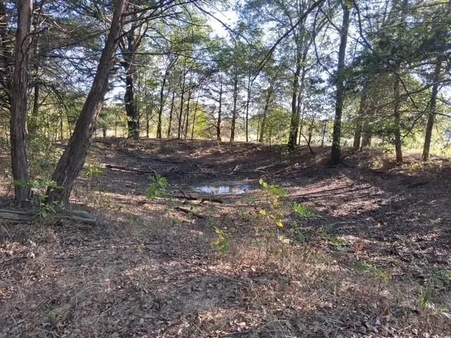 a view of trees with tree s
