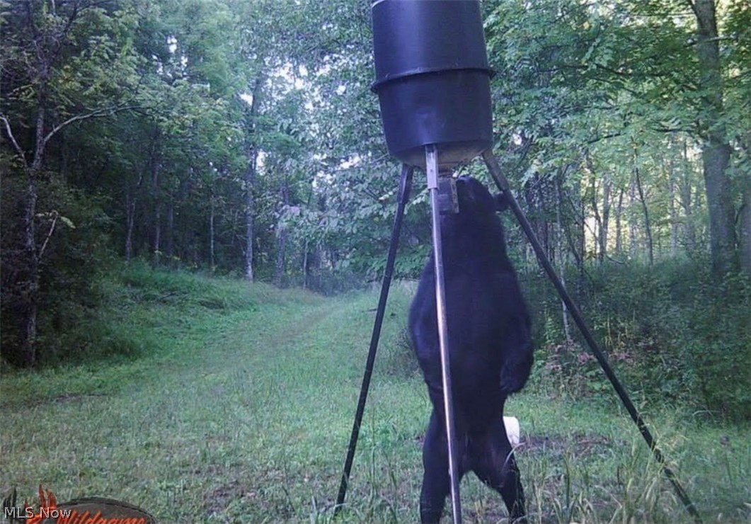 1101 Orchard Run Road Spencer, WV 25276 - Photo 1 of 31 Bear on Deer Cam