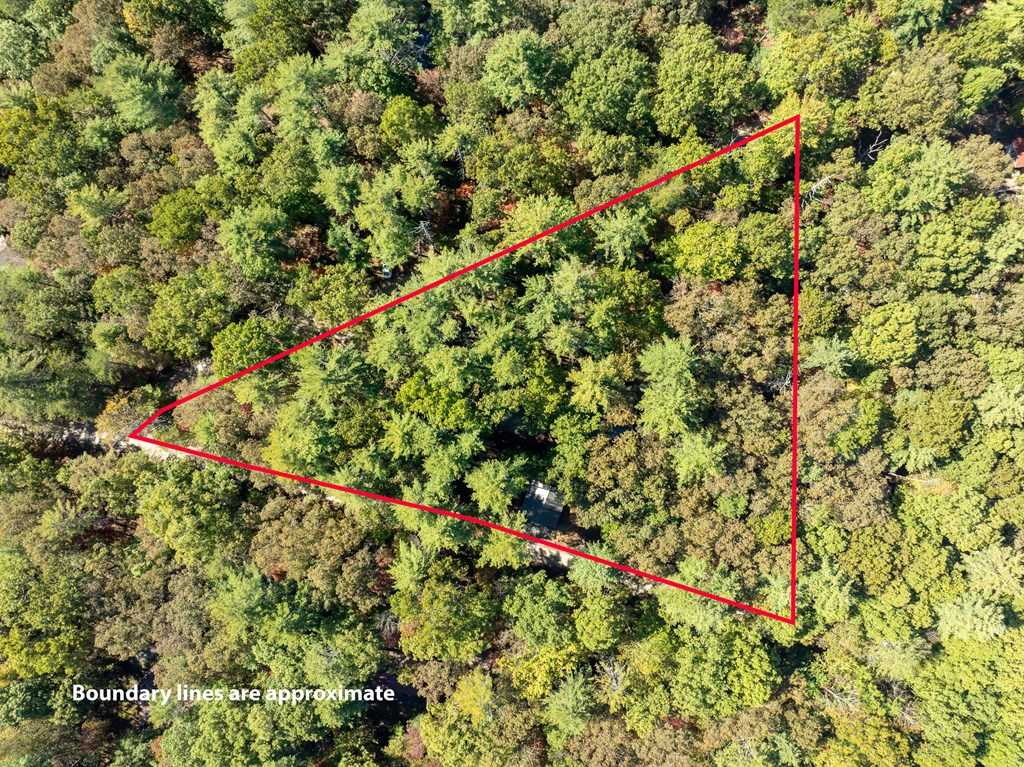 250 Chinkapin Drive Blue Ridge, GA 30513 - Photo 39 of 50 a close up of a tree