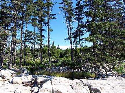 1 Nutterdrive The Point Bass Harbor, ME 04653 - Photo 8 of 16 Land.