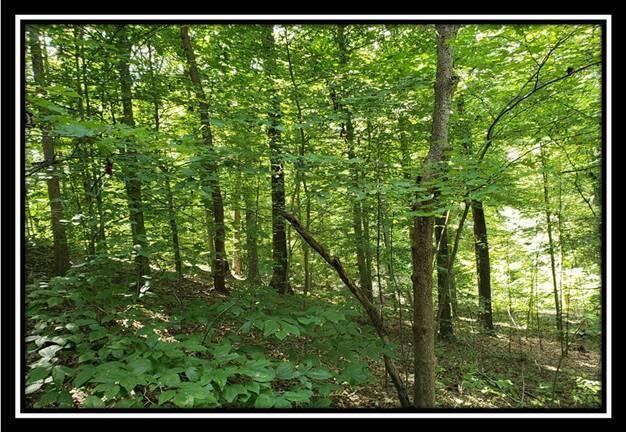 0 Pedigo Ridge Road, Unit TRACT 1) New Marshfield, OH 45766 - Photo 40 of 78 image040
