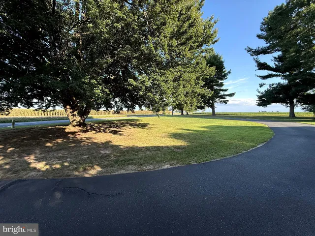 a view of a park with large trees