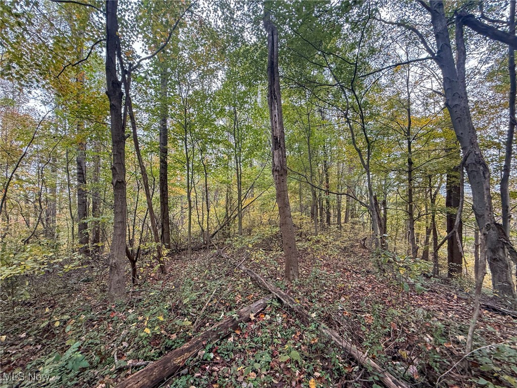 Wood Road Albany, OH 45710 - Photo 20 of 24 View of woods