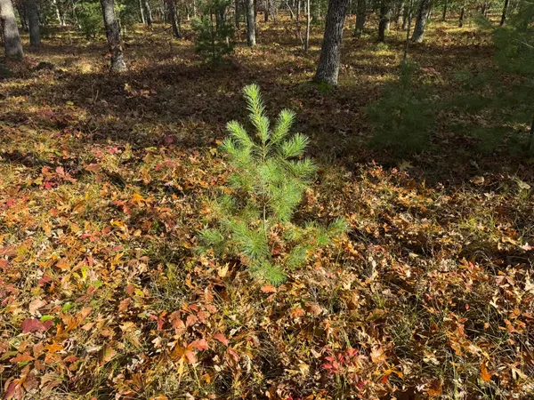 $41,900 | 7 County Line Road, Manistee, MI 49660