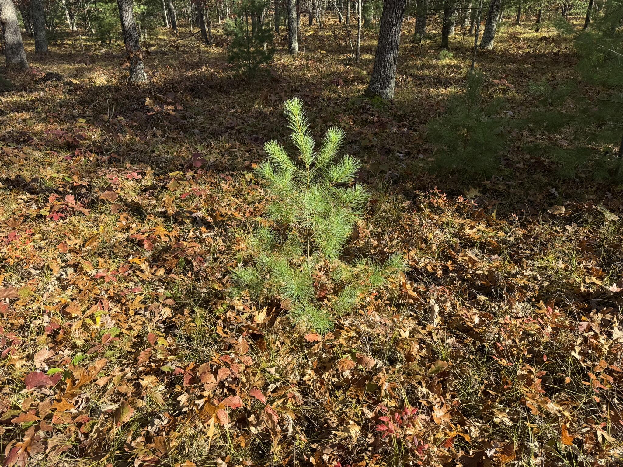 7 County Line Road Manistee, MI 49660 - Photo 5 of 5 IMG_1393