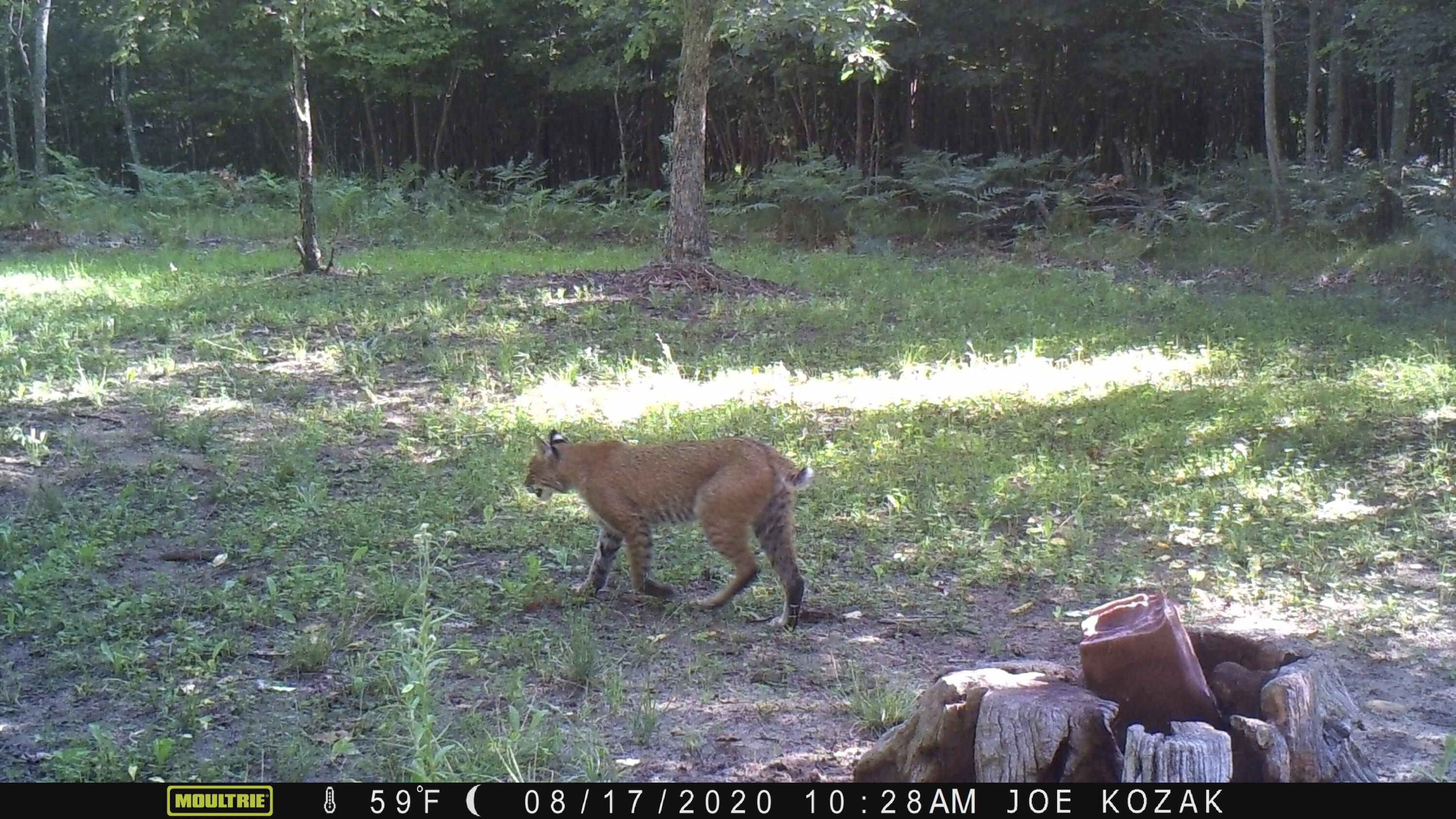 7 West Mile Road Irons, MI 49644 - Photo 35 of 49 MFDC0149