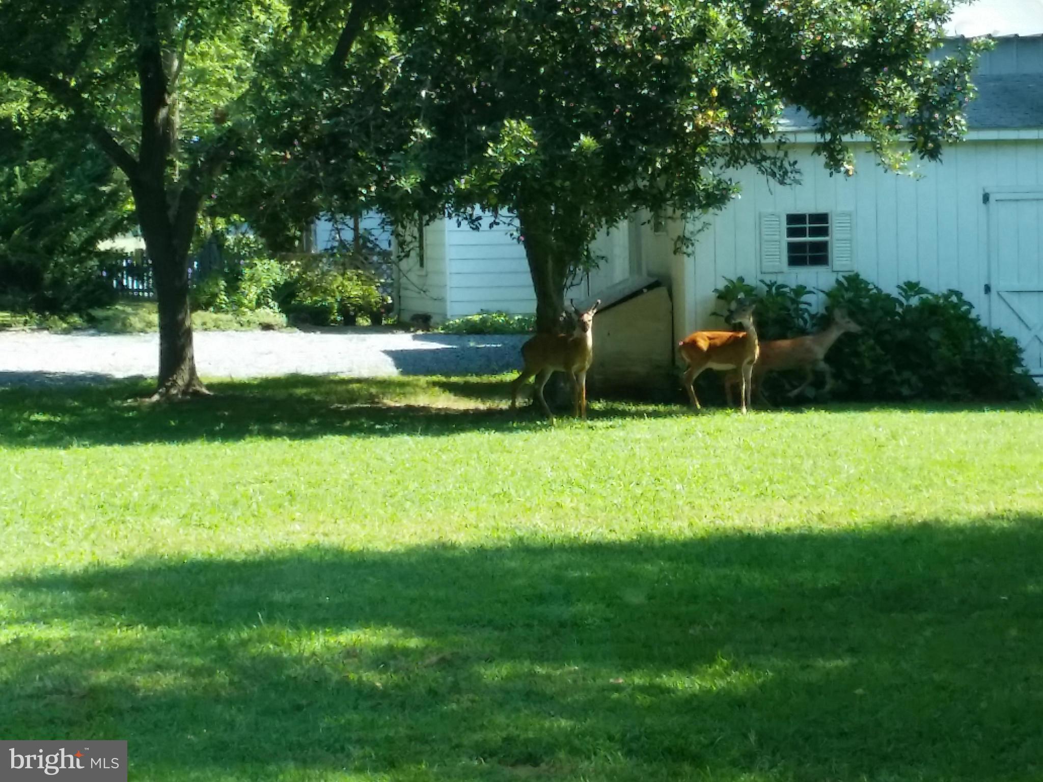 4880 Friendship Acres Road Nanjemoy, MD 20662 - Photo 29 of 29 Deer in the yard