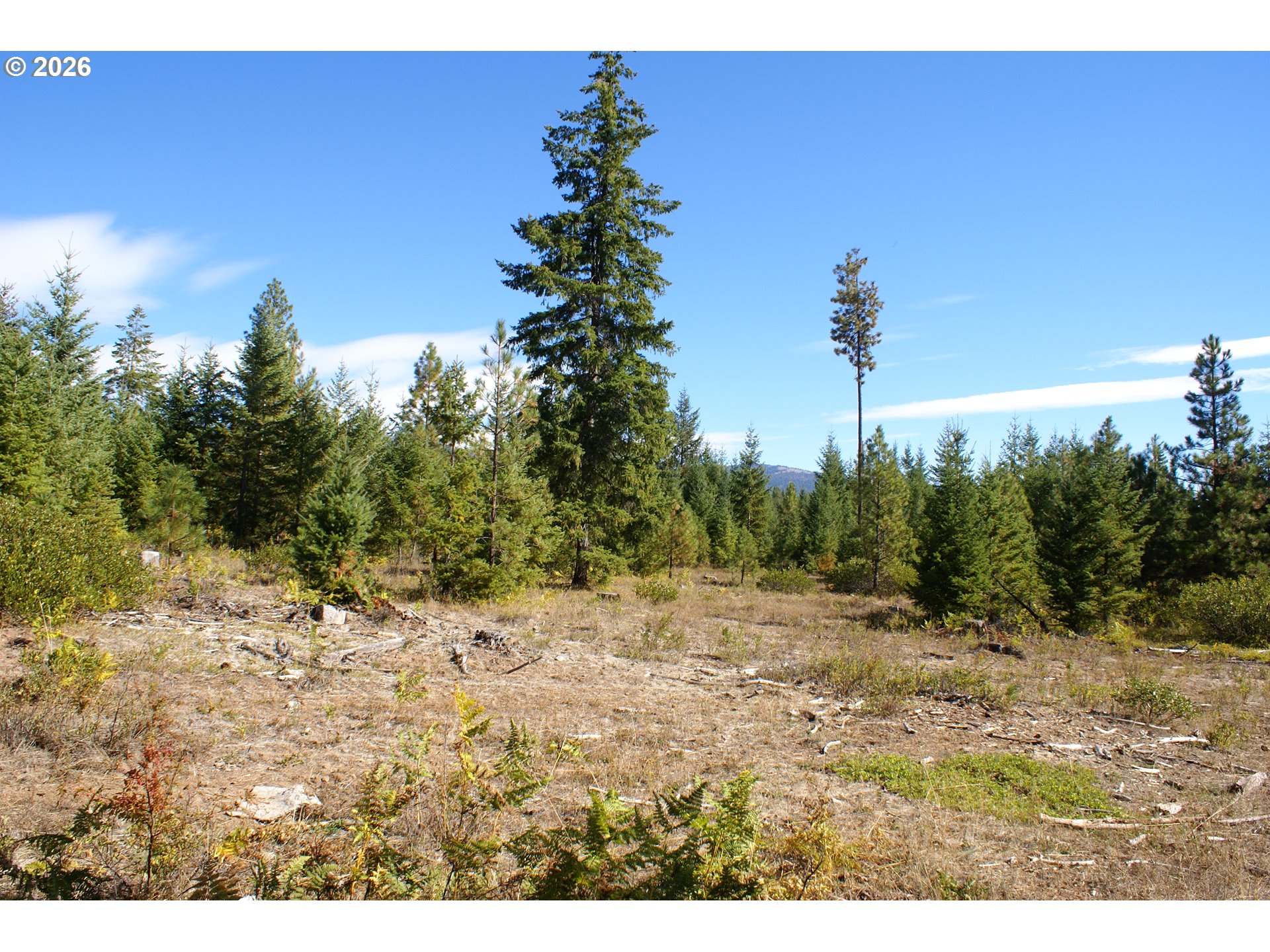 Cedar Valley Road Goldendale, WA 98620 - Photo 2 of 13 a view of a yard with a tree