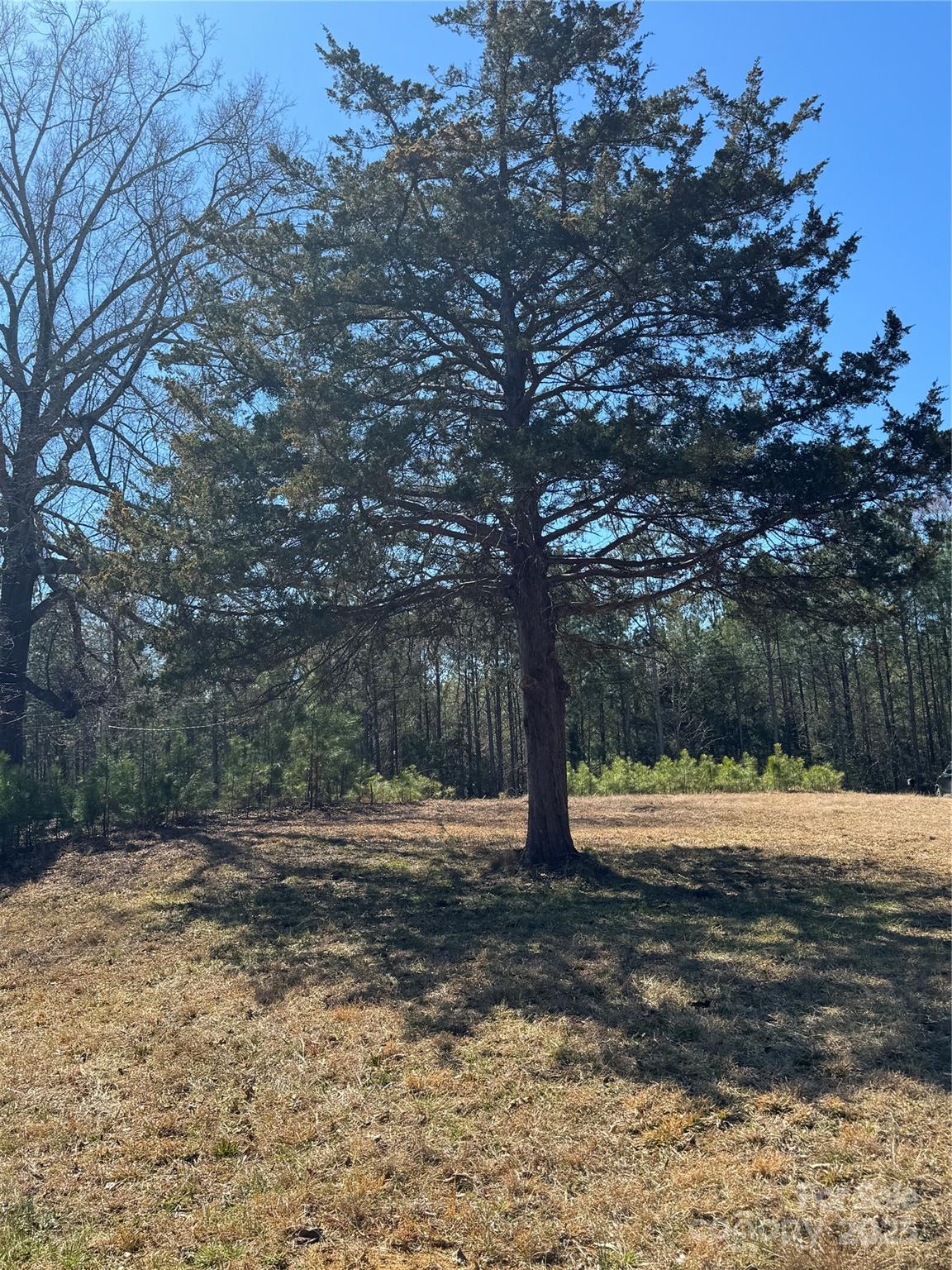 898 Mountain Lakes Road Chester, SC 29706 - Photo 4 of 8 a view of a yard with a tree