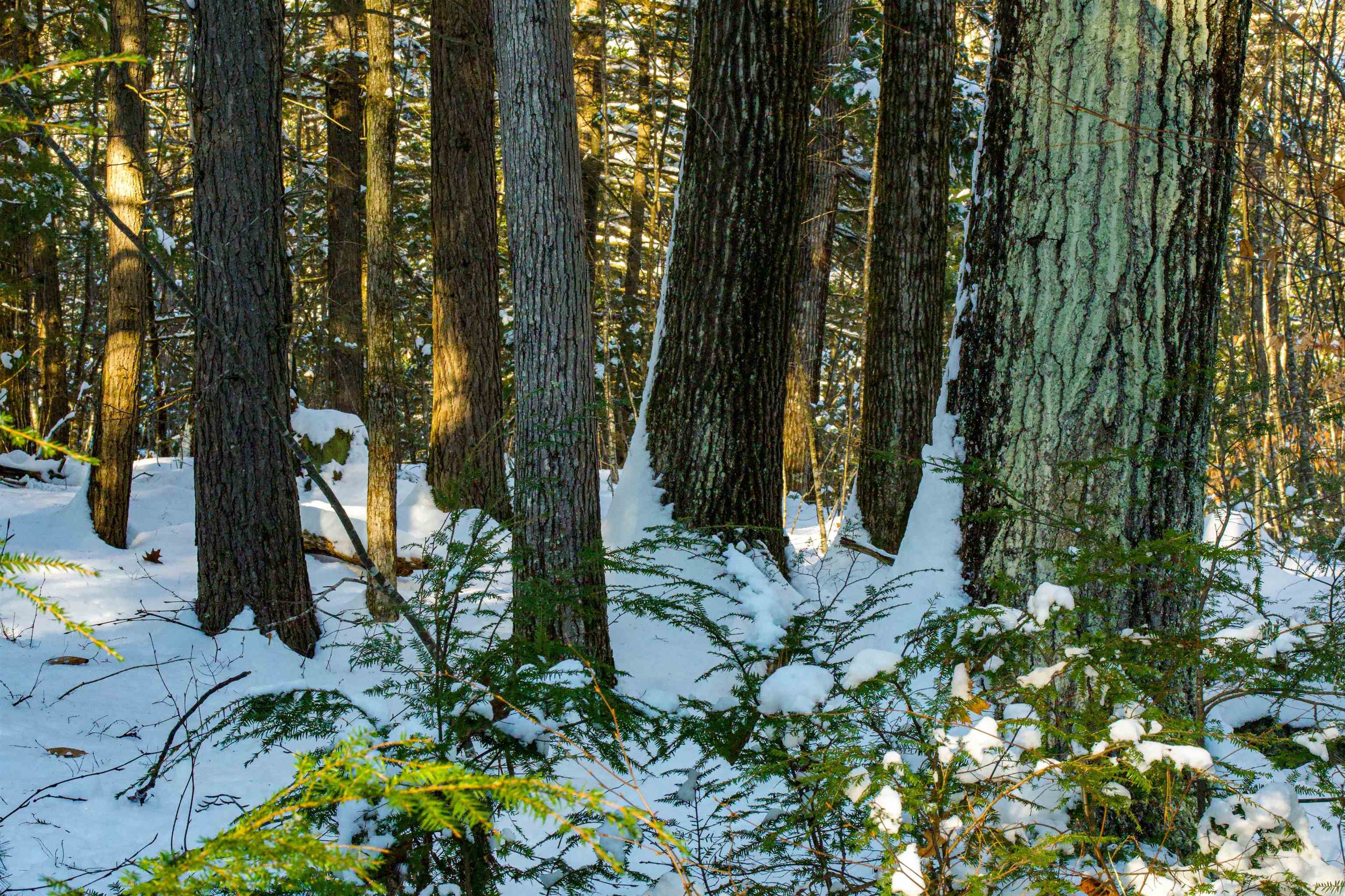 0 Bog Brook Road Goffstown, NH 03045 - Photo 2 of 2