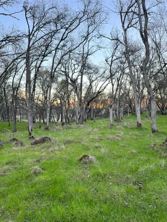 a green field with lots of trees