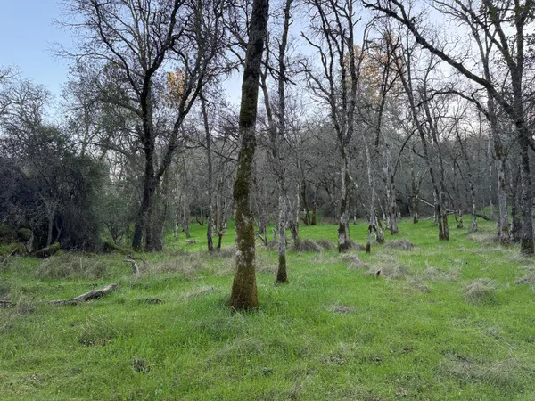 a big yard with lots of green space and deers