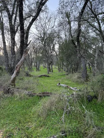 a view of a grassy field with trees