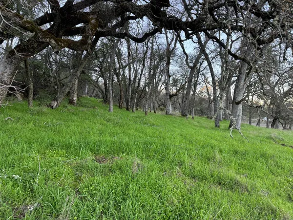 a view of green field with trees in the background