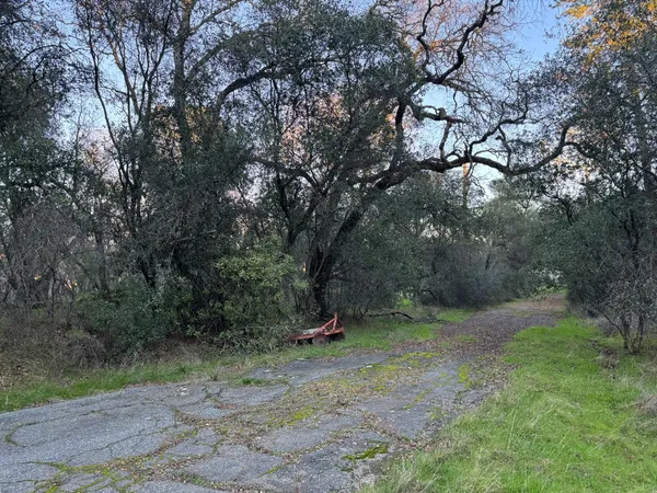 a ground with lots of trees