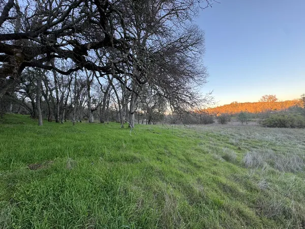 a view of grassy field with trees