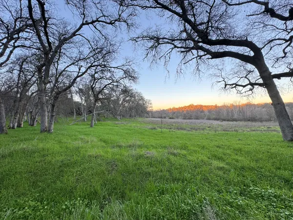 a view of a backyard with large trees