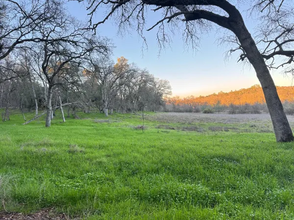 a view of a yard with a tree