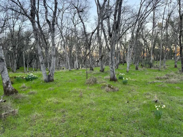 a ground with lots of trees