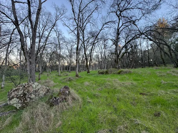 a view of a park with large trees