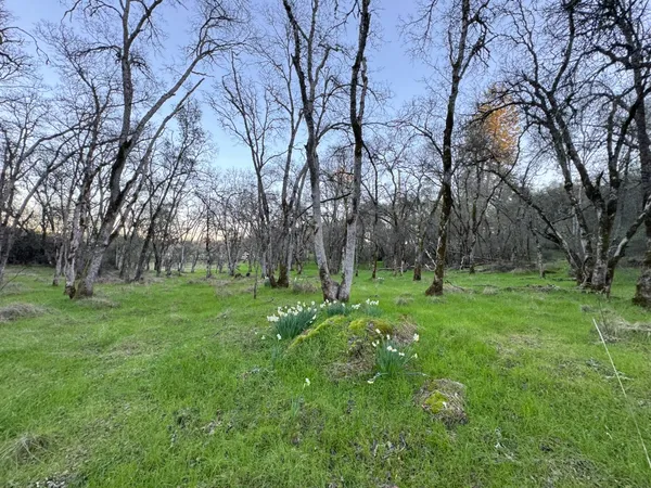 a view of backyard with large trees