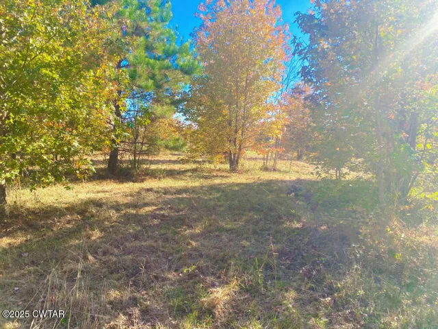 a view of a yard with large trees